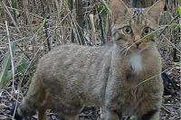 Felis silvestris