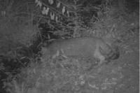 Felis silvestris
