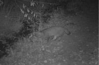 Felis silvestris