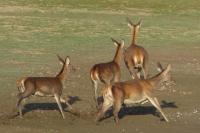 Cervus elaphus