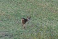 Capreolus capreolus