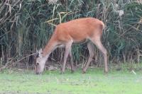 Cervus elaphus
