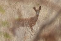 Capreolus capreolus