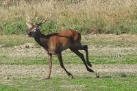 Cervus elaphus