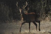 Cervus elaphus