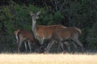Cervus elaphus