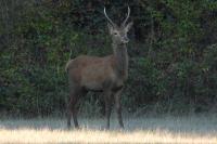 Cervus elaphus