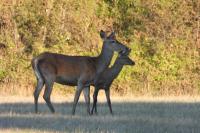 Cervus elaphus