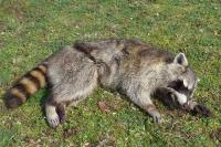 Procyon lotor