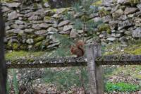Sciurus vulgaris