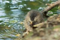 Ondatra zibethicus