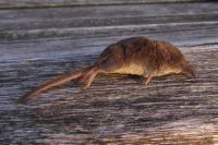 Sorex minutus