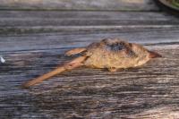 Sorex minutus