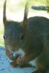 Sciurus vulgaris