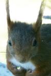 Sciurus vulgaris