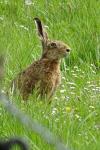 Lepus europaeus