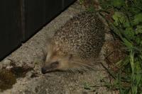 Erinaceus europaeus