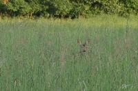 Cervus elaphus