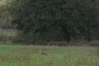 Vulpes vulpes