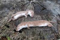 Mustela nivalis