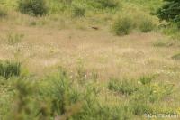 Vulpes vulpes