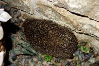 Erinaceus europaeus