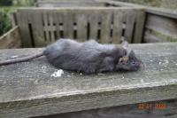 Rattus rattus