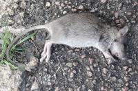 Rattus norvegicus