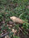 Castor fiber