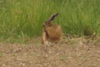 Lepus europaeus