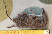 Crocidura gueldenstaedtii
