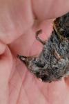 Crocidura gueldenstaedtii