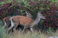 Cervus elaphus