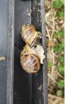 Cornu aspersum
