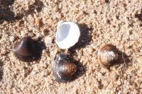 Corbicula fluminea