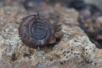 Helicodonta obvoluta