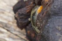 Arion hortensis/distinctus