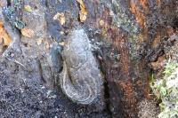 Limax maximus
