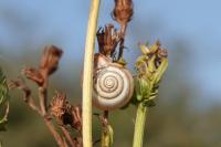 Monacha cartusiana