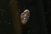 Lauria cylindracea