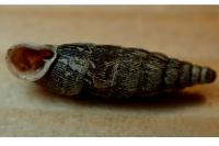 Clausilia bidentata