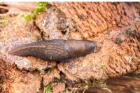 Limax cinereoniger