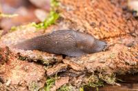 Limax cinereoniger