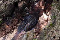 Limax maximus