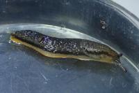 Arion hortensis/distinctus