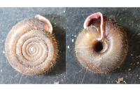 Helicodonta obvoluta