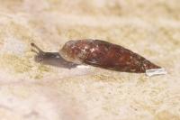 Clausilia bidentata