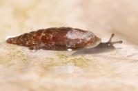 Clausilia bidentata