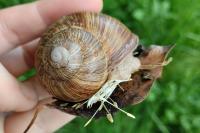 Helix pomatia