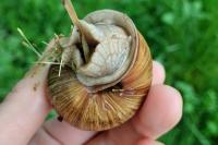 Helix pomatia